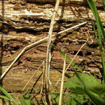 Levendbarende hagedissen (Zootoca vivipara)