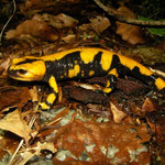 Fire Salamander (Salamandra salamandra gigliolii)