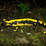 Vuursalamander (Salamandra salamandra bejerae x fastuosa)