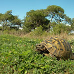Spur-thighed Tortoise (Testudo graeca)