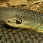 Eastern Montpellier Snake (Malpolon insignitus)