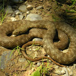 Dice Snake (Natrix tessellata)