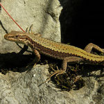 Horvath's Rock Lizard (Iberolacerta horvathi)