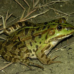 Marsh Frog (Pelophylax ridibundus) 