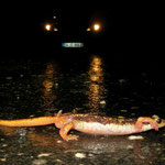 Luschan's Salamander (Lyciasalamandra luschani luschani) crossing the road.