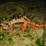 Luschan's Salamander (Lyciasalamandra luschani luschani) in amplexus.