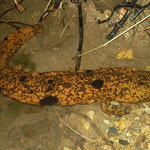 Japanese Giant Salamander (Andrias japonicus)