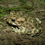 Green Toad (Bufotes viridis)