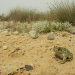 Syrische knoflookpad (Pelobates syriacus)