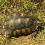 Klokschildpad (Testudo marginata)