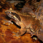 Tago's Brown Frog (Rana tagoi) adult