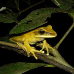 rocket treefrog (Hypsiboas lanciformis)