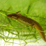Kleine watersalamander (Lissotriton vulgaris) larve