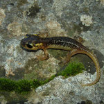Marmaris Salamander (Lyciasalamandra flavimembris) juvenile