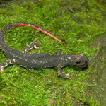 Northern Spectacled Salamander (Salamandrina perspicillata)