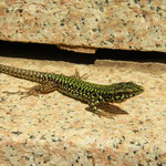 Maltese Wall Lizard (Podarcis filfolensis) male