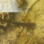 Vuursalamander (Salamandra salamandra) larve