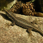 Carpetane Rock Lizard (Iberolacerta cyreni)