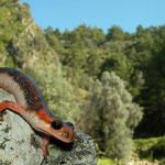 Fazilae's Salamander (Lyciasalamandra fazilae) 