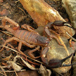 Scorpion (Iurus dufoureius)