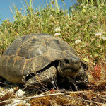Moorse landschildpad (Testudo graeca) 