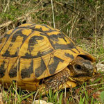 Griekse landschildpad (Testudo hermanni)