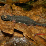 Southern Spectacled Salamander (Salamandrina terdigitata)
