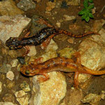 Luschan's Salamander (Lyciasalamandra luschani luschani)