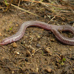 Anatolian Worm Lizard (Blanus strauchi)