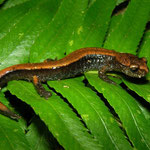 Western Redback Salamander (Plethodon vehiculum)