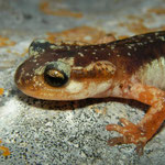 Luschan's Salamander (Lyciasalamandra luschani basoglui)