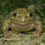 Painted Frog (Discoglossus pictus)
