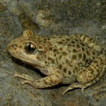Common Midwife Toad (Alytes obstetricans pertinax), Peniscola, Spain, May 2012