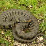 Grass Snake (Natrix natrix sicula)