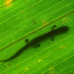 Amazon climbing salamander (Bolitoglossa altamazonica)