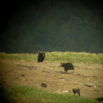 Black Vultures at feeding site