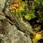 Erhard's wall lizard (Podarcis erhardii)