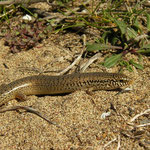 Ocellated Skink (Chalcides ocellatus)