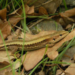 Meadow Lizard (Darevskia praticola pontica)