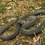 Aesculapian Snake (Zamenis longissimus) dark individual
