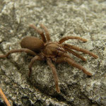 Tarantula (Chaetopelma concolor)