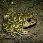 Eastern Spadefoot Toad (Pelobates syriacus)