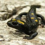 Alpine Salamander (Salamandra atra pasubiensis), Dolomites, Italy, July 2010