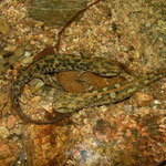 Sardijnse beeksalamanders (Euproctus platycephalus)