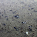 Texas cichlids (Herichthys cyanoguttatus)