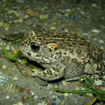 Natterjack Toad (Bufo calamita)