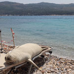 Argiro making herself comfortable on a beachbed full of sh*t.