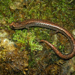 Small animal, long name: Santa Lucia Mountain Slender Salamander (Batrachoseps luciae)