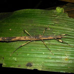 Stick insect undet.