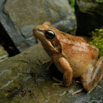 Grass Frog (Rana temporaria)
